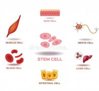干細(xì)胞應(yīng)用：干細(xì)胞有什么用？
