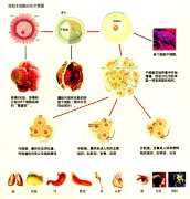 干細(xì)胞療法，讓生命更加燦爛