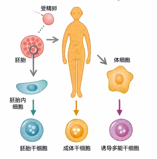 脂肪干細胞是“母”細胞的其中之一