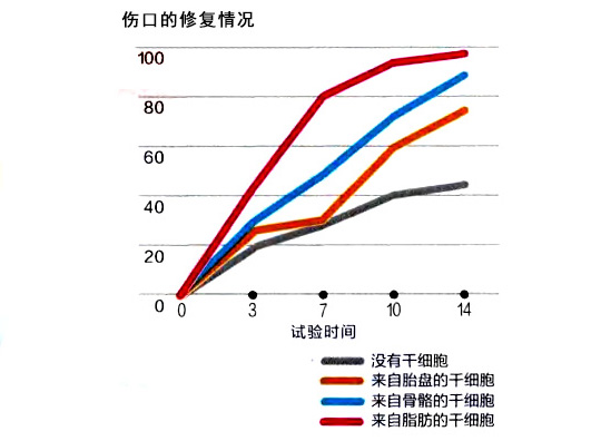 脂肪干細胞的修復能力很高