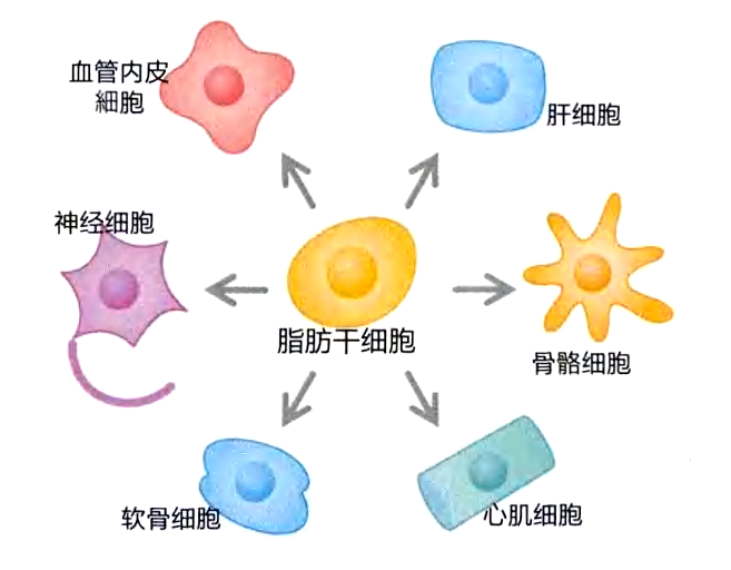 脂肪干細胞可以成為各種各樣的組織