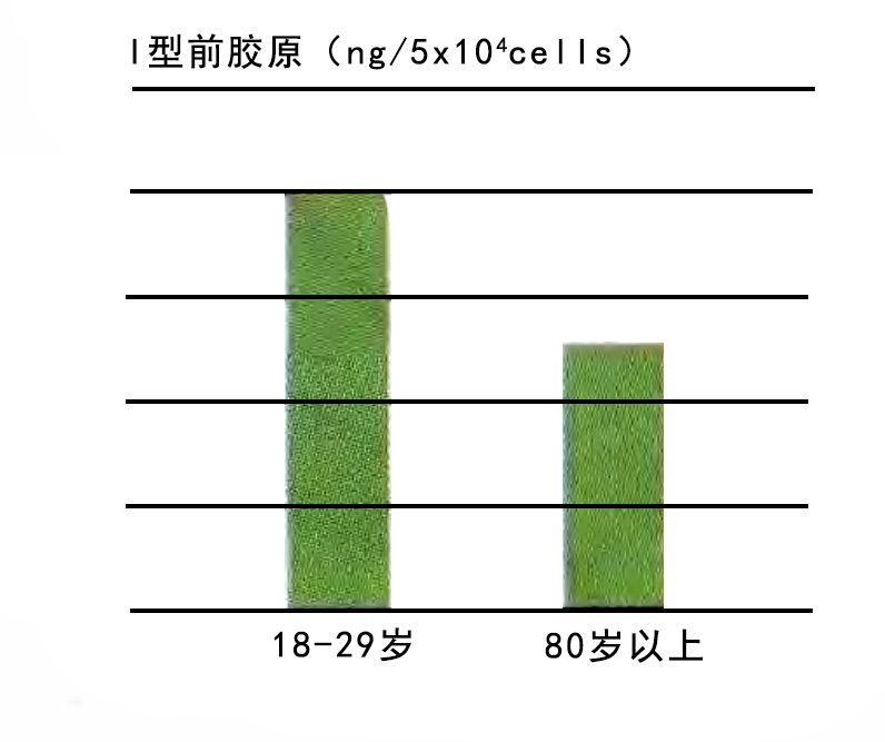 纖維芽細胞的膠原蛋白制造能力隨年齡增加而衰退