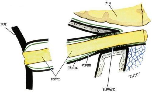 胚胎干細(xì)胞對視神經(jīng)損傷的修復(fù)作用