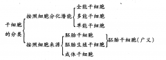 干細胞分類：干細胞如何劃分