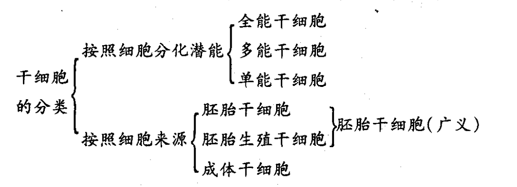 干細(xì)胞分類：干細(xì)胞如何劃分