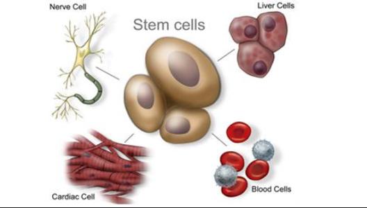 各類(lèi)干細(xì)胞的分化潛能