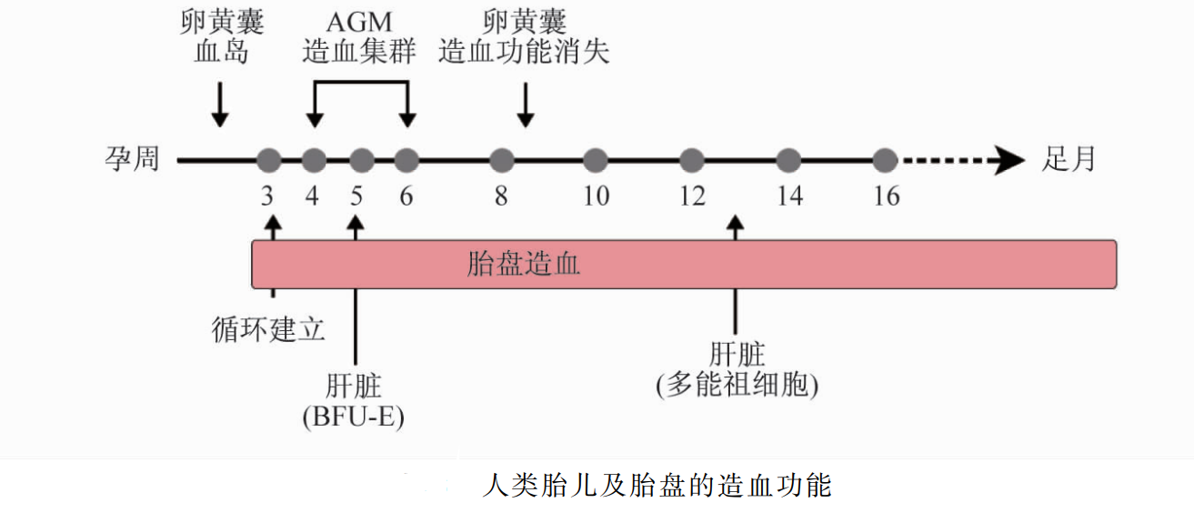 胎盤造血干細(xì)胞