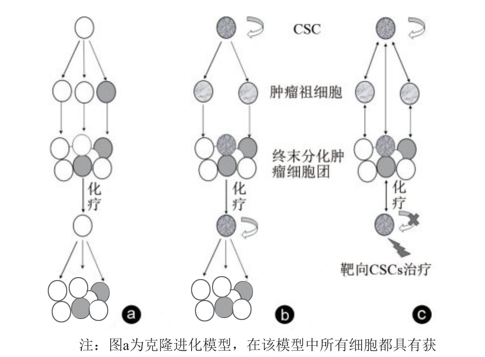 腫瘤干細胞理論與模型