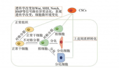 腫瘤干細胞的來源與腫瘤發(fā)生