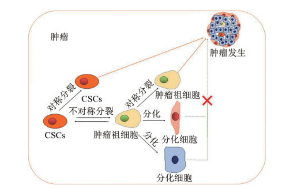 腫瘤干細胞的來源與腫瘤發(fā)生