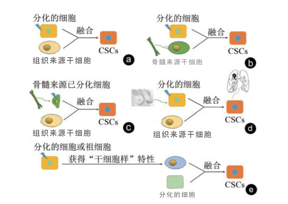 腫瘤干細胞的來源與腫瘤發(fā)生